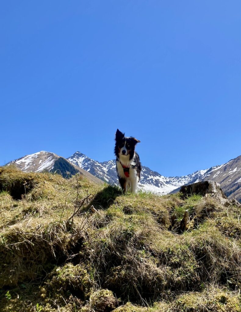 Hund in den Bergen